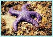 starfish2